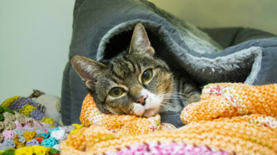 A photograph of RSPCA - Woodside Animal Centre Charity Shop in Hinckley