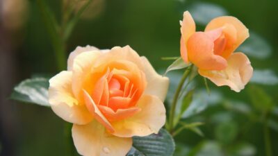 Hinckley BID's Garden Show & Wellbeing Event 2026 promotional image
